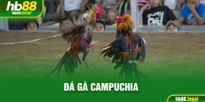 Đá gà Campuchia