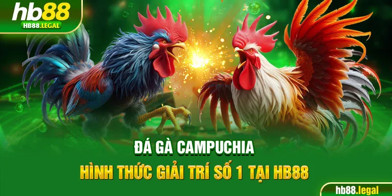 Đá gà Campuchia – Hình thức giải trí số 1 tại HB88