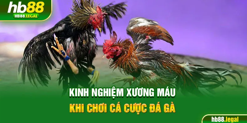 Kinh nghiệm xương máu khi chơi cá cược đá gà