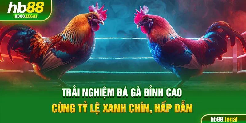 Trải nghiệm đá gà đỉnh cao cùng tỷ lệ xanh chín, hấp dẫn